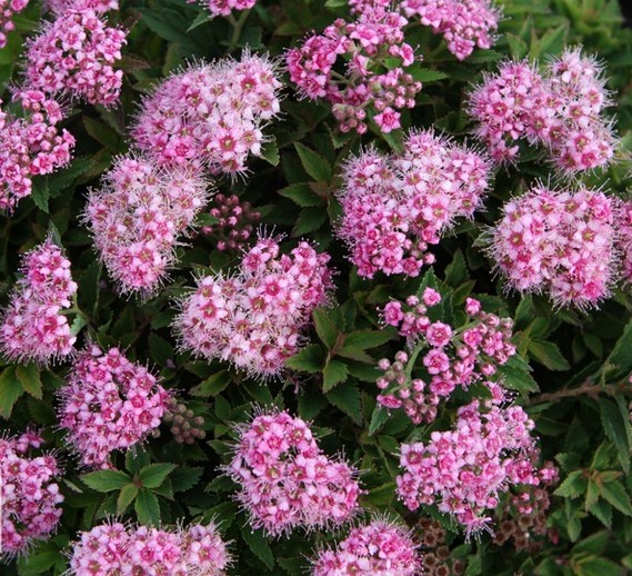 Спирея японская "Ricks Star"