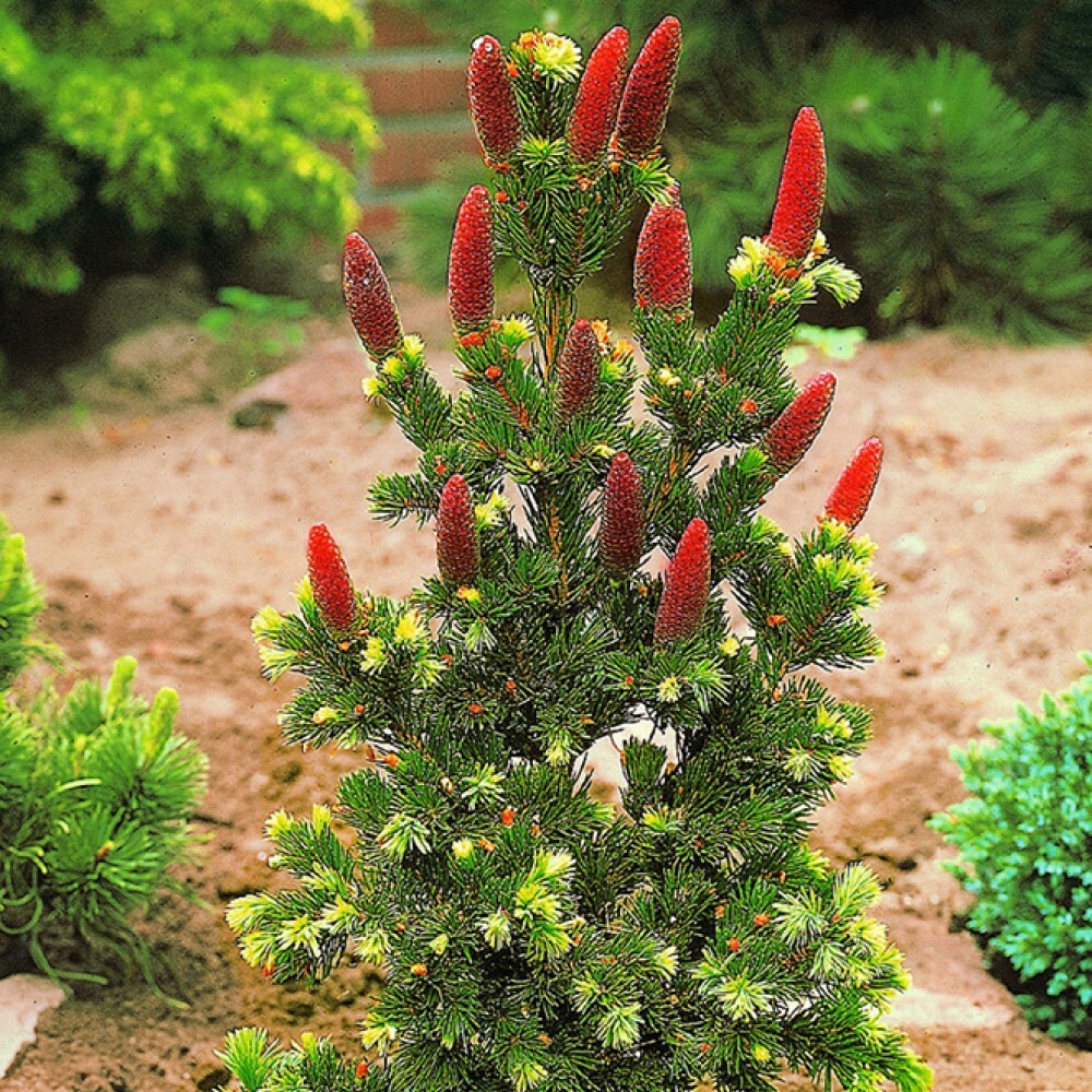 Ель колючая "Lucky Strike"