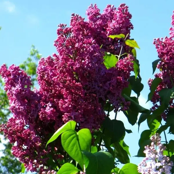 Сирень обыкновенная «День Победы»