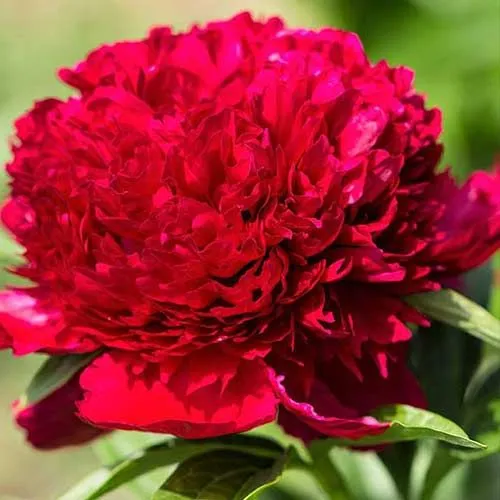 Пион древовидный "Red"