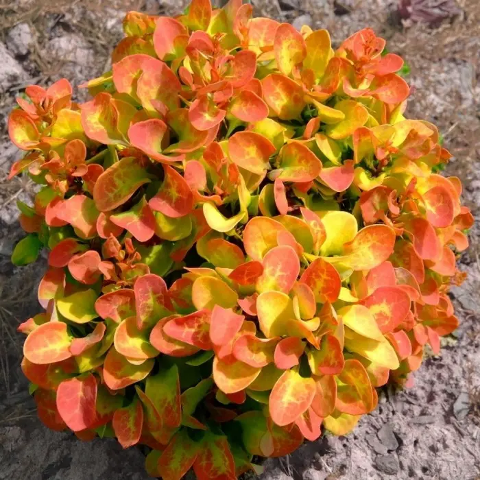 Барбарис Тунберга  (Berberis thunbergii) «BailErin»