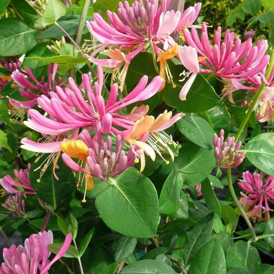 Жимолость Хекротта«Gold Flame» (Lonicera)