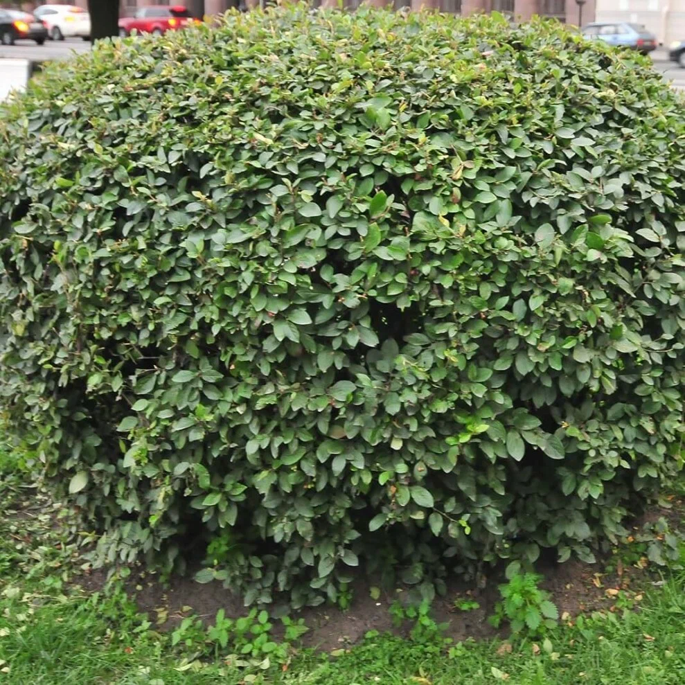 Кизильник блестящий (ком)