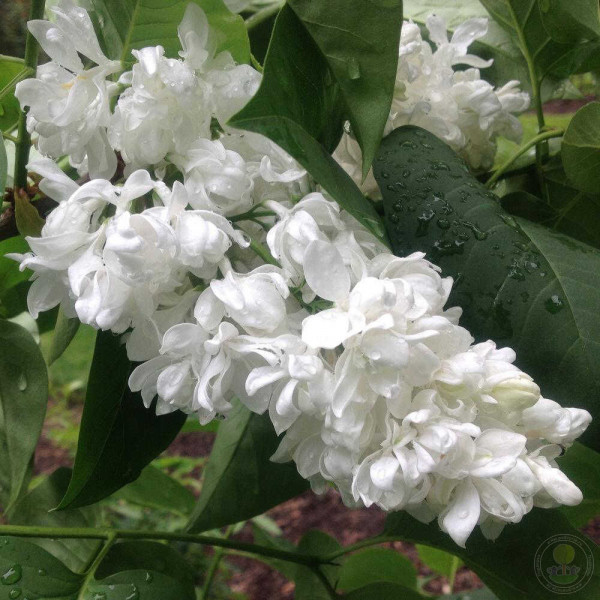 Сирень обыкновенная (Syringa vulgaris) “Princesse Clementine”