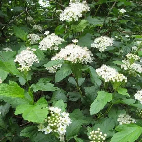 Пузыреплодник обыкновенный калинолистный (Physocarpus opulifolius)