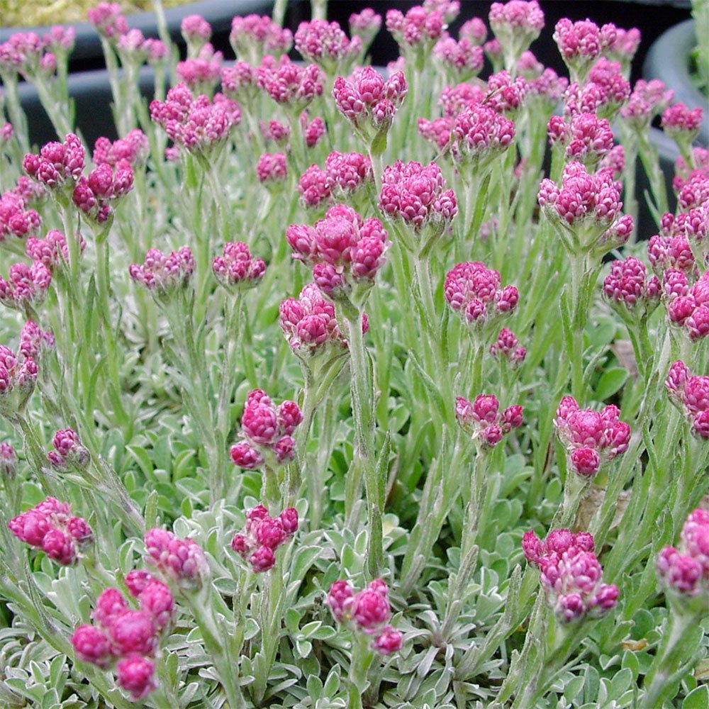 Антенария (кошачья лапка двудомная) «Alex Duguid»