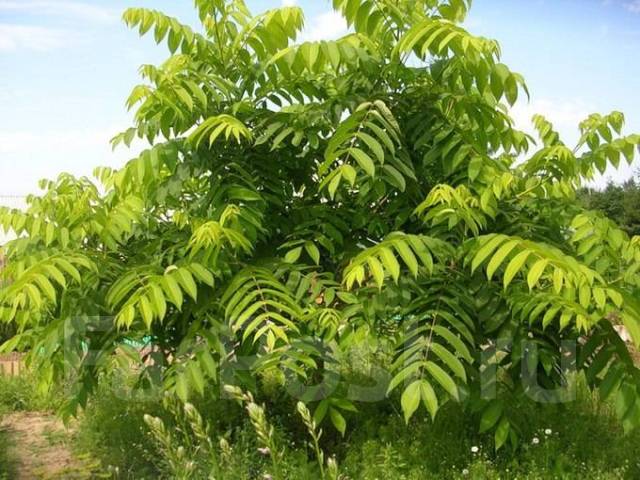 Орех манчжурский (Júglans mandshúrica)