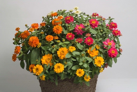 Цинния гибридная(Zinnia hybrida)«Profusion Double Mix»