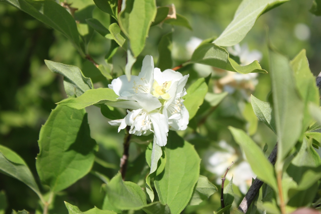 Чубушник «Анкоридж»