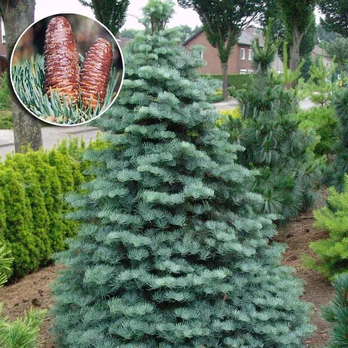 Пихта одноцветная (Abies concolor)