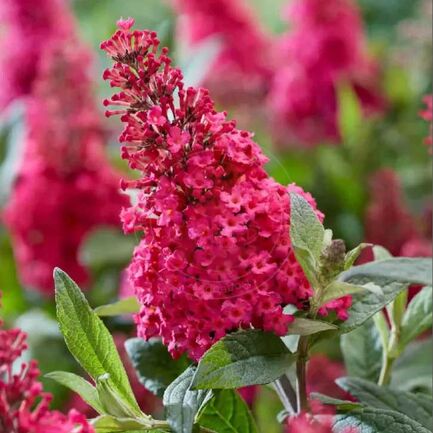 Буддлея Давида (Buddleja davida) «Butterfly Candy Little Ruby»