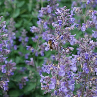 Котовник Фассена (Nepeta)                       «Six Hills Giant»