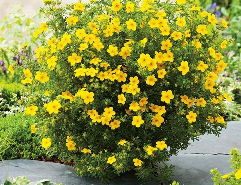 Лапчатка кустарниковая (Potentilla fruticosa) «Citrus Tart»