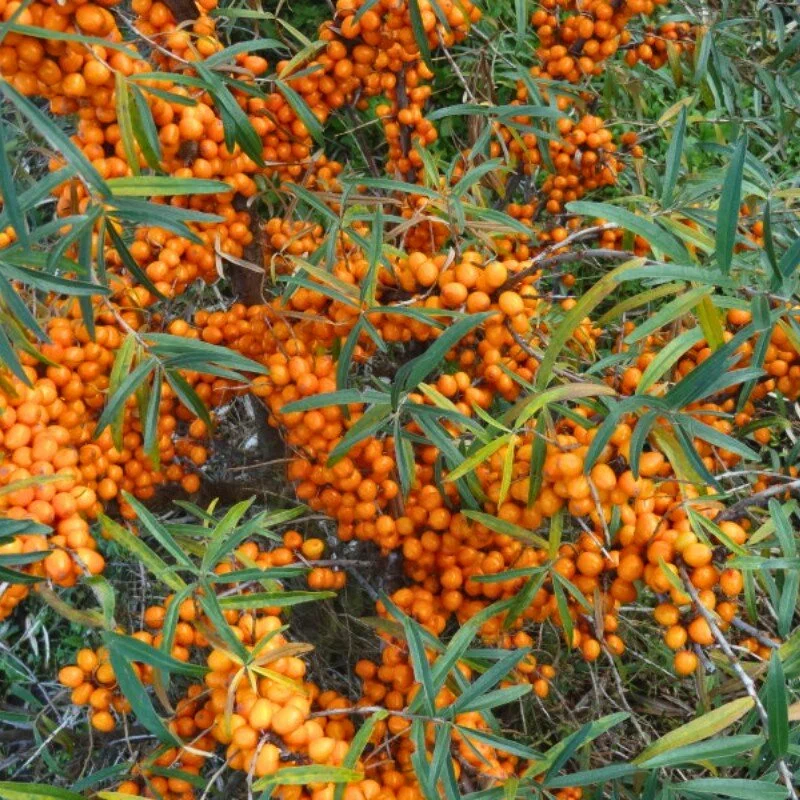 Облепиха крушиновидная (Hippóphae rhamnoídes)        «Hergo»