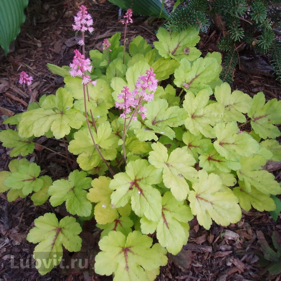Гейхерелла (Heucherella) «Sunspot»