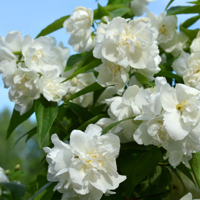 Чубушник (Philadelphus) виргинский