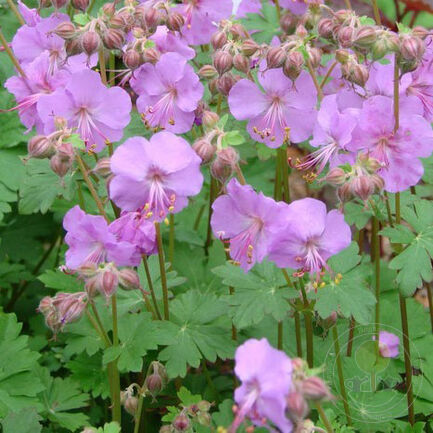 Герань кантабрийская (Geranium cantabrigiense) "Karmina"