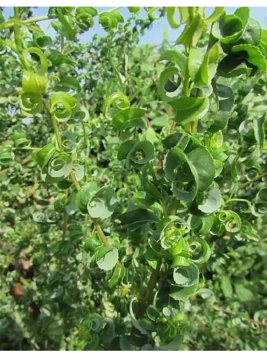 Ива Вавилонская