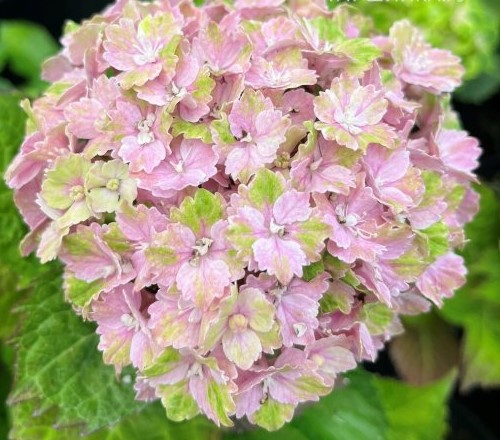 Гортензия крупнолистная "Rembrandt Vibrant Verde"