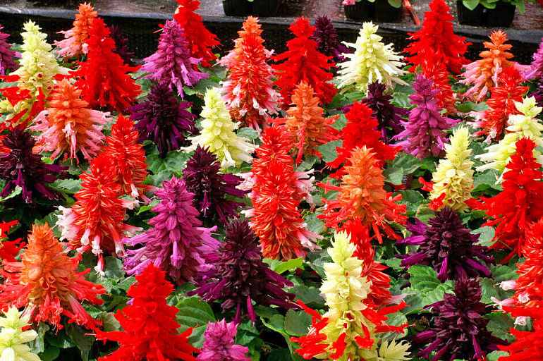 Сальвия блестящая(Salvia splendens) «Vista»