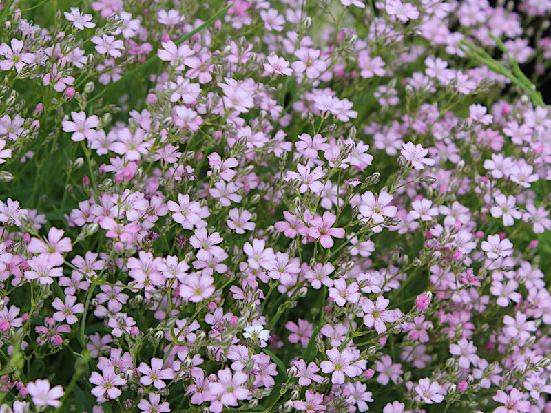 Гипсофила ползучая (Gypsóphila répens) "Rosea"