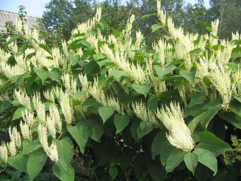 Гречиха сахалинская (Polygonum sachalinense)