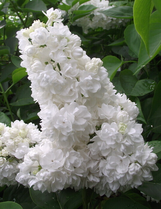 Сирень обыкновенная (Syringa vulgaris)                 «Русский север»