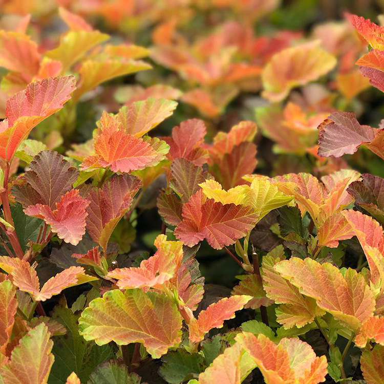 Пузыреплодник калинолистный (Physocarpus opulifolius)                     «Amber Jubilee»