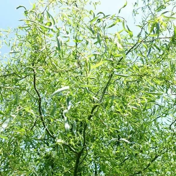 Ива Свердловская извилистая  2 (Salix)