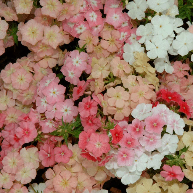 Флокс Друммонда(Phlox drummondii)“Promise Mix”