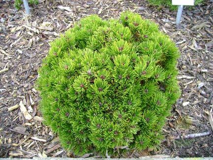 Сосна горная (Pinus mugo) "Picobello"