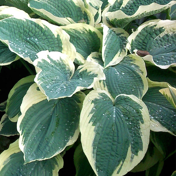 Нозен Экспоже