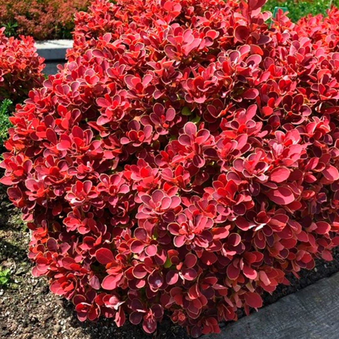 Барбарис Тунбергера (Berberis thunbergii) "Ruby Star"