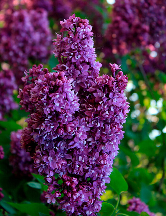 Сирень обыкновенная (Syringa vulgaris)    "Огни  Донбасса"