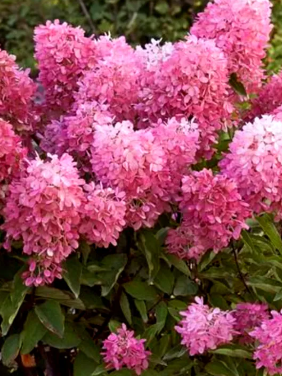 Гортензия метельчатая (Hydrangea paniculata) “Dolly”