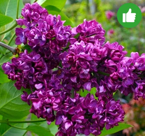 Сирень обыкновенная (Syringa vulgaris)   "Charles Joly"