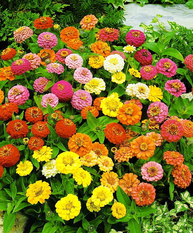 Цинния изящная(Zinnia elegans)«Dreamland mix»