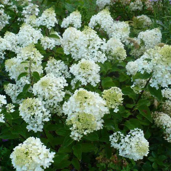 Гортензия метельчатая (Hydrangea paniculata) "Bombshell"