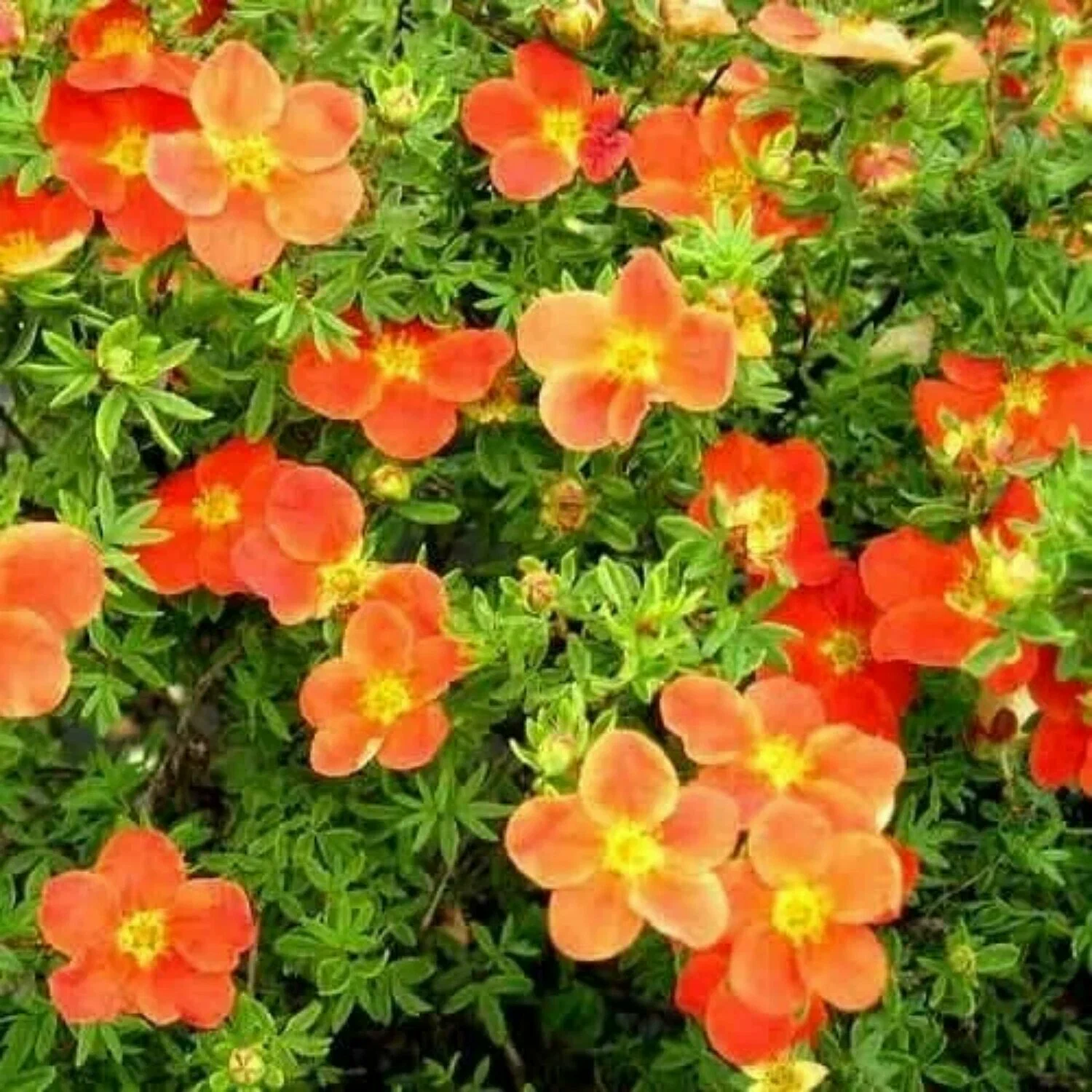 Лапчатка кустарниковая (Potentilla fruticosa) “Tangerine”