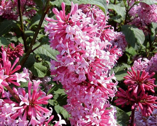 Сирень Престона               «Miss Canada»