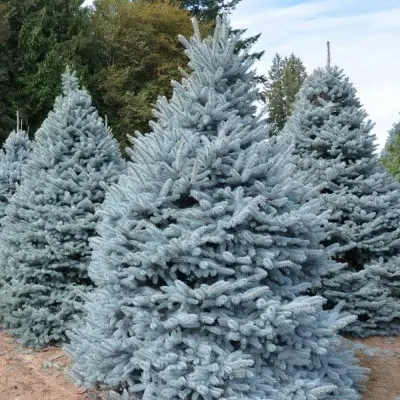 Ель колючая (Picea pungens) 'Spek'