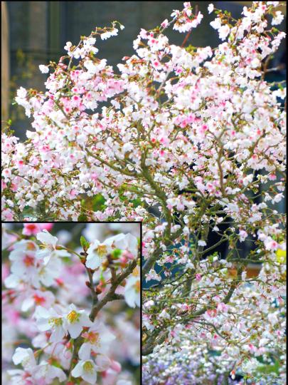 Вишня японская (Prunus incisa)        «Kojou-no-mai»