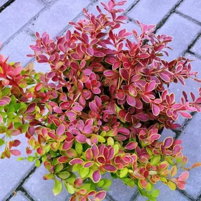 Барбарис Тунберга (Berberis thunbergii) «Orange Alf»