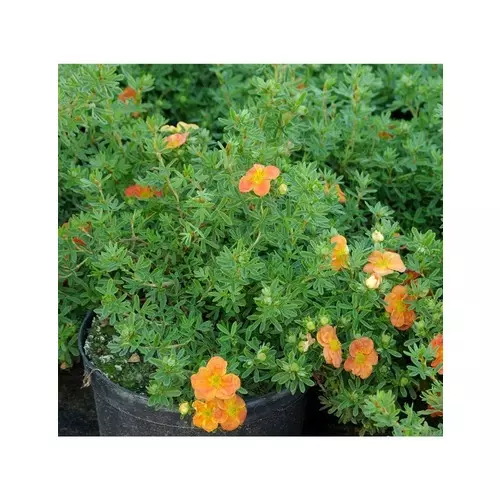 Лапчатка кустарниковая (Potentilla fruticosa) «Jackmans Variety»