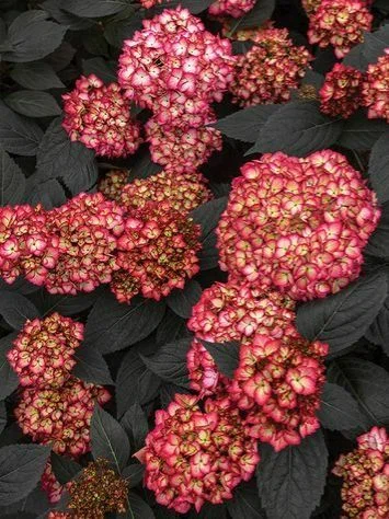 Гортензия крупнолистная  "Eclips First Editions"