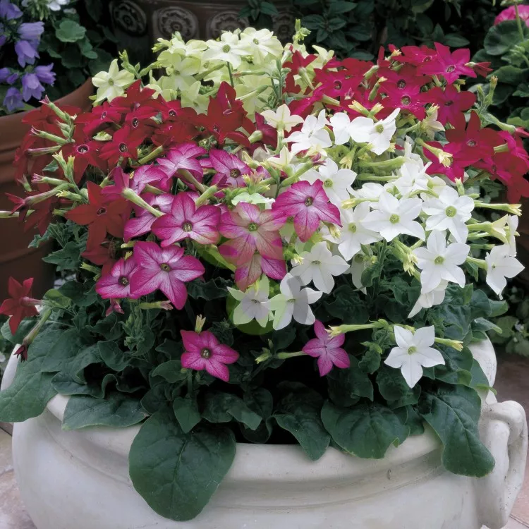 Табак декоративный (Nicotianaalata)«Saratoga Mix»