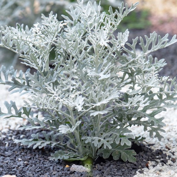 Цинерария приморская (Cineraria maritima) "Silverdust"