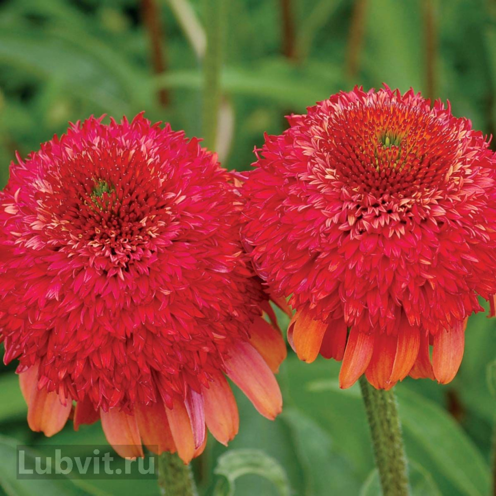 Эхинацея (Echinacea) «Meteor Red»