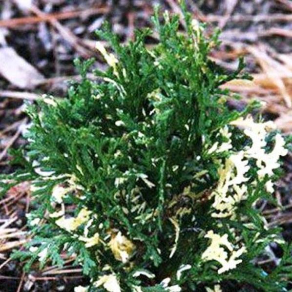 Туя западная (Thuja occidentalis) "Konfetti"