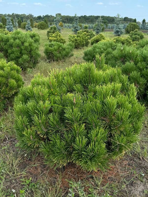 Сосна горная (Pinus mugo)
